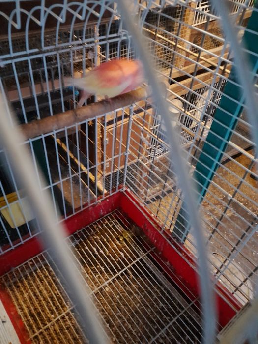 Vendo fêmea de bourke