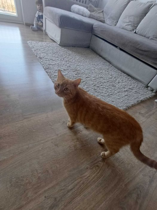 Pilnie oddam dwie kotki roczne