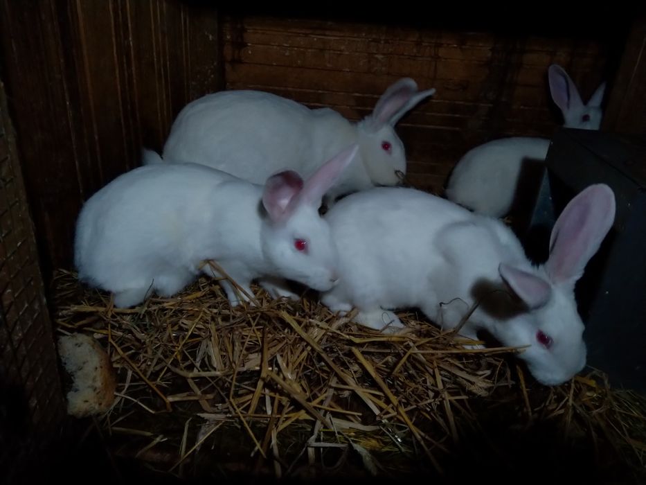 Młode króliki termondzkie królik termondzki