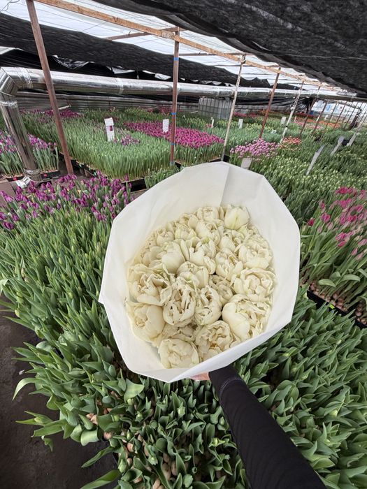 Квіти Оптом !приймаємо замовлення до 8 березня!