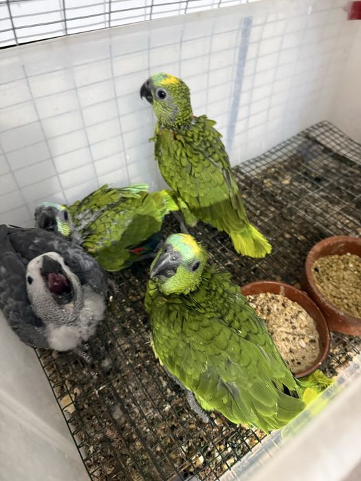 papagaios amazona aestiva bebes