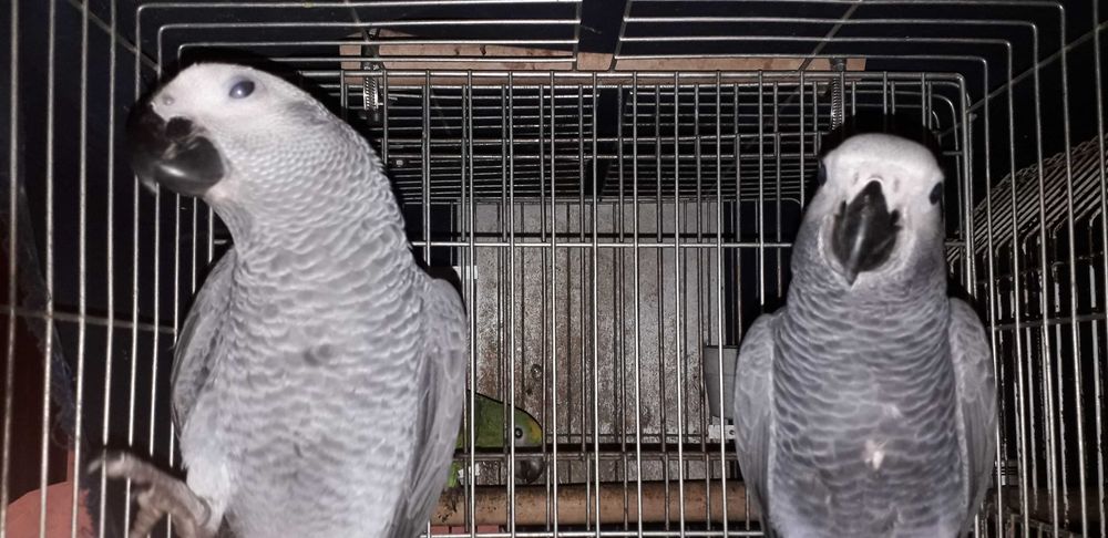 Psittacus Erithacus M adulto