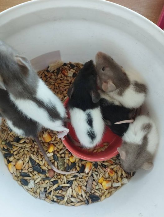 Щуренята дамбо хлопчики та дівчатка