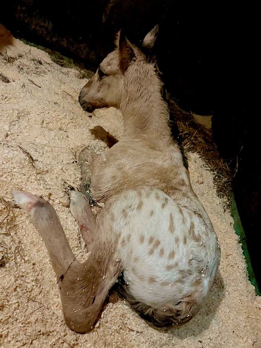 Cobrições: garanhão KWPN leopardo de saltos