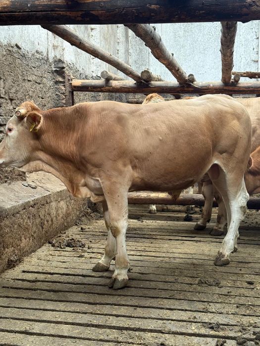 sprzedam byka blonde d’aquitaine