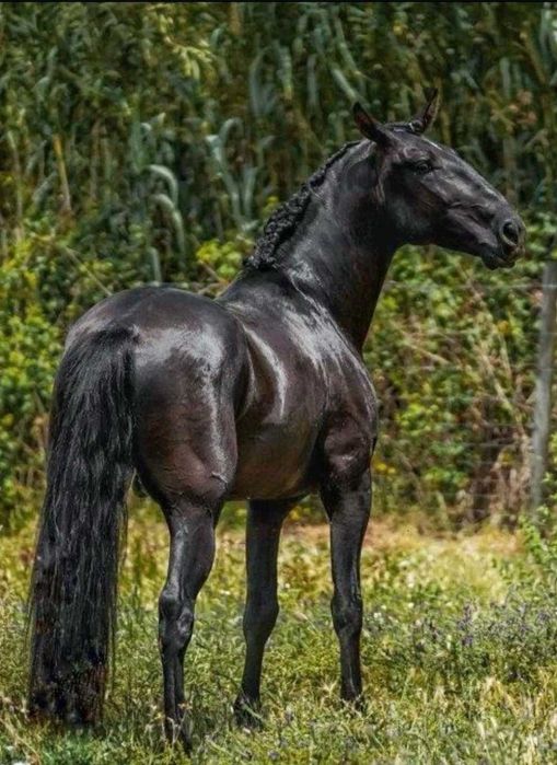 Cobrição - Garanhão PSL Preto de Linhagem de Excelência para cobrições