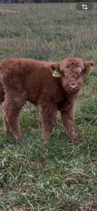 Bydło rasy  highland cattle