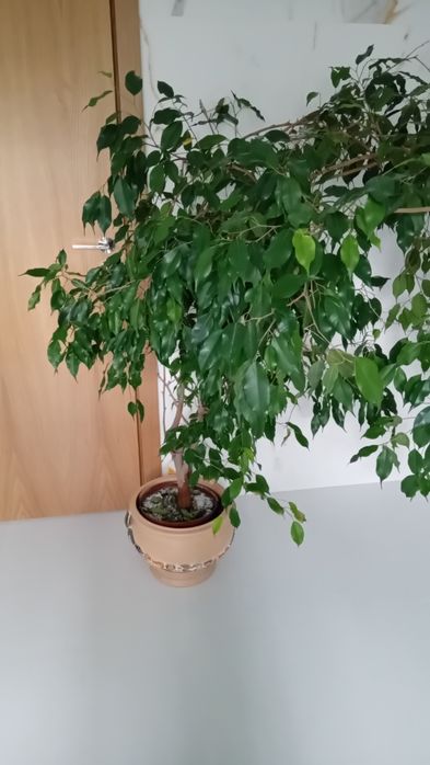Plantas de decoração Ficus Benjamina