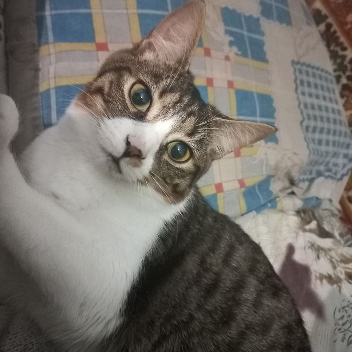 Віддам кицю безкоштовно у добрі руки ДУЖЕ ТЕРМІНОВО!