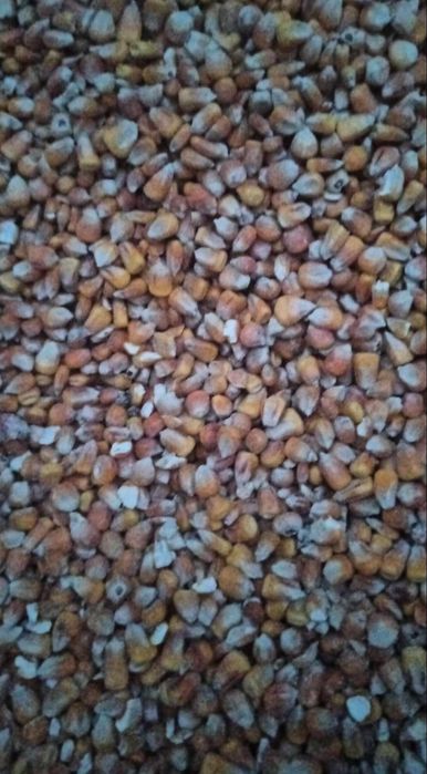 Kukurydza suszona ziarno/mielona/gnieciona