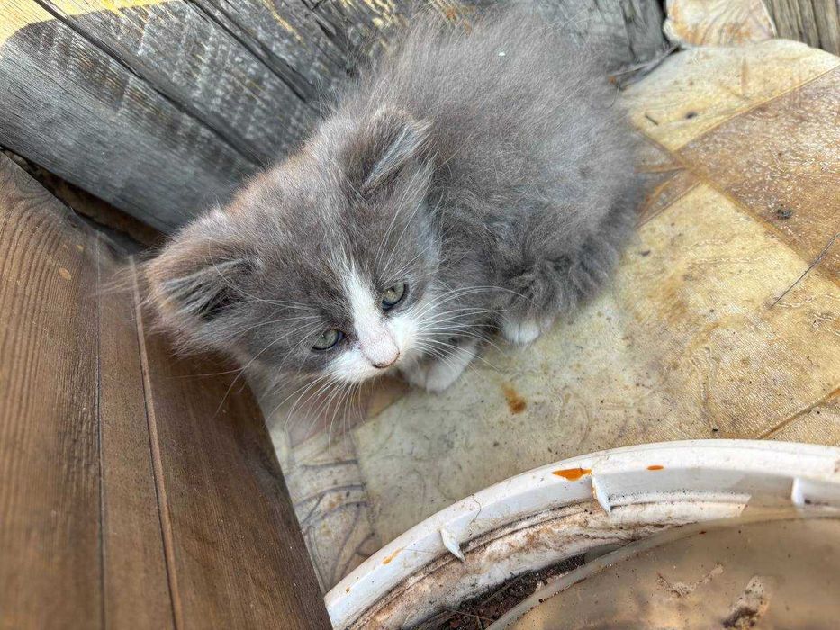 Віддам котиків в гарні руки