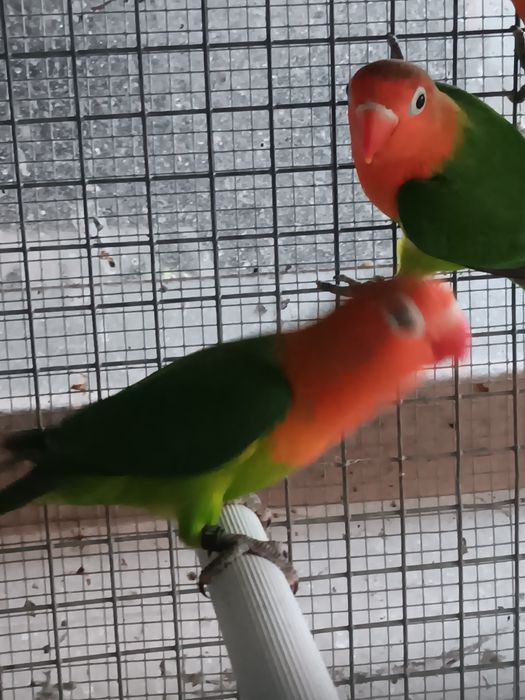 Fichers sexados machos