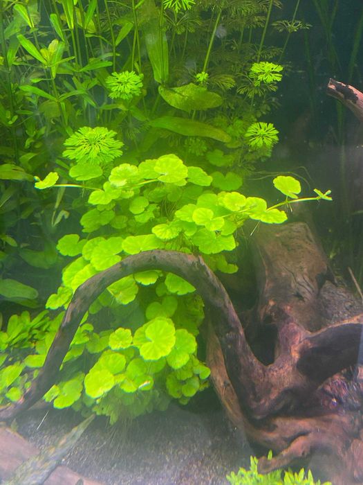 Hydrocotyle leucocephala