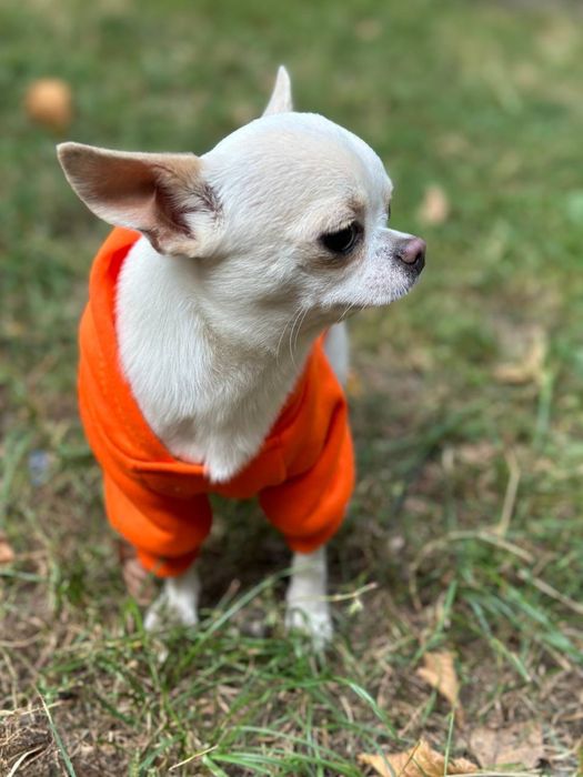 Кабель чихуахуа