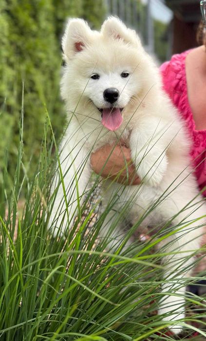 Samoyed szczeniak suczka ZKwP