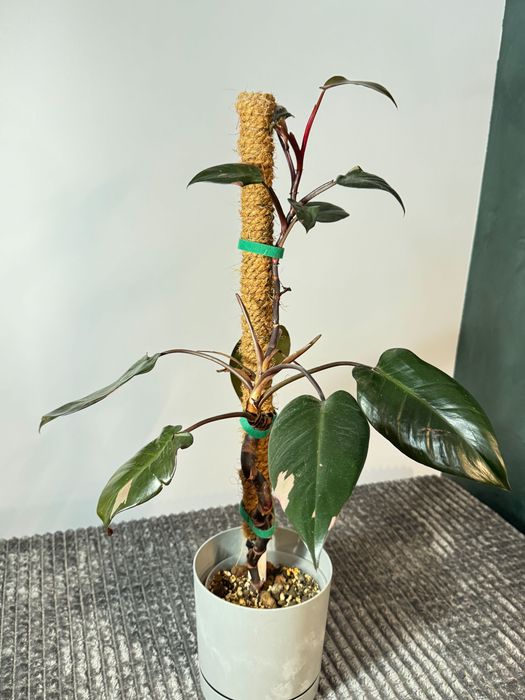 Philodendron mix