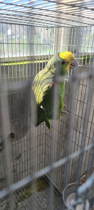 Oratrix e marianinha