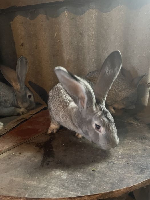 Кролиці Шиншили, вік 5 місяців