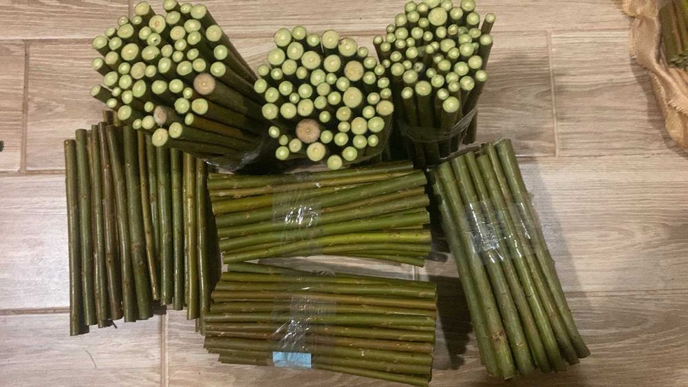 Енергетична верба та тополя 10 сортів