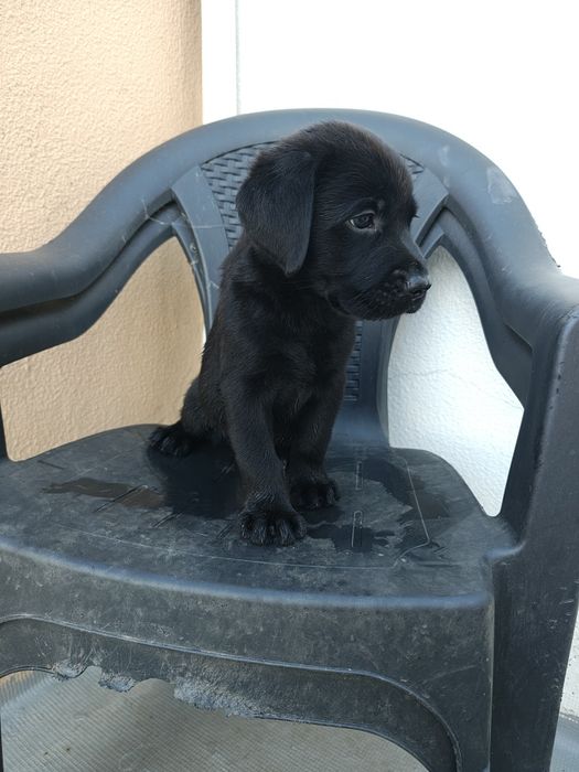 Labrador macho puro