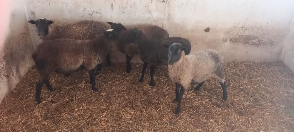 Вівці романовські.