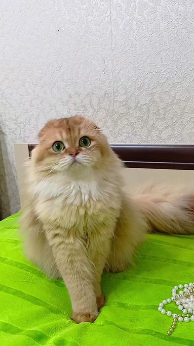 ОЧЕНЬ ласковый котик золотая шиншилла.