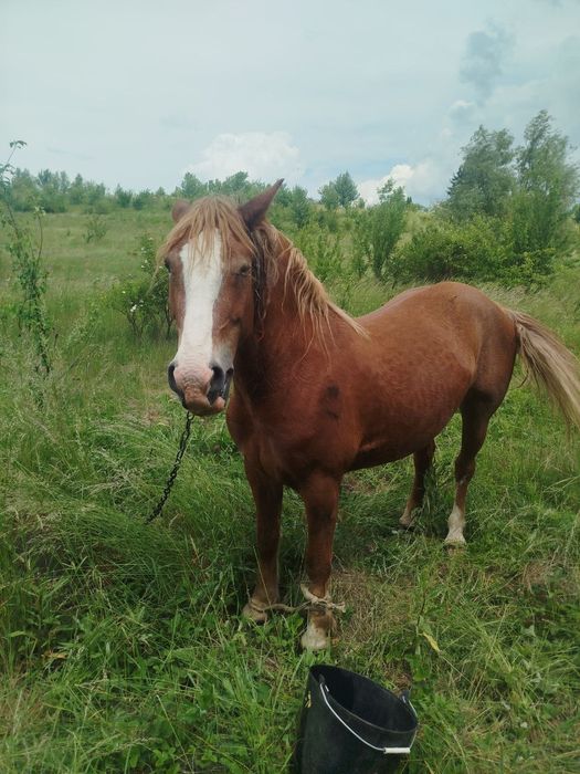 Продам дві кобилі і лоша