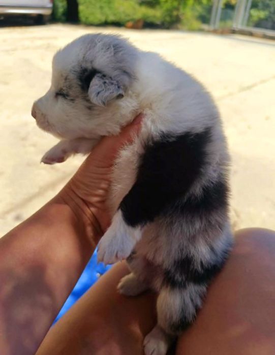 Border collie merle