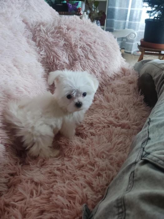 Słodziutki Bielutki Maltańczyk