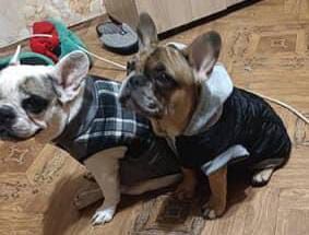 Жилетка, шуба, пальто Одежда для животных, собак и кошек.