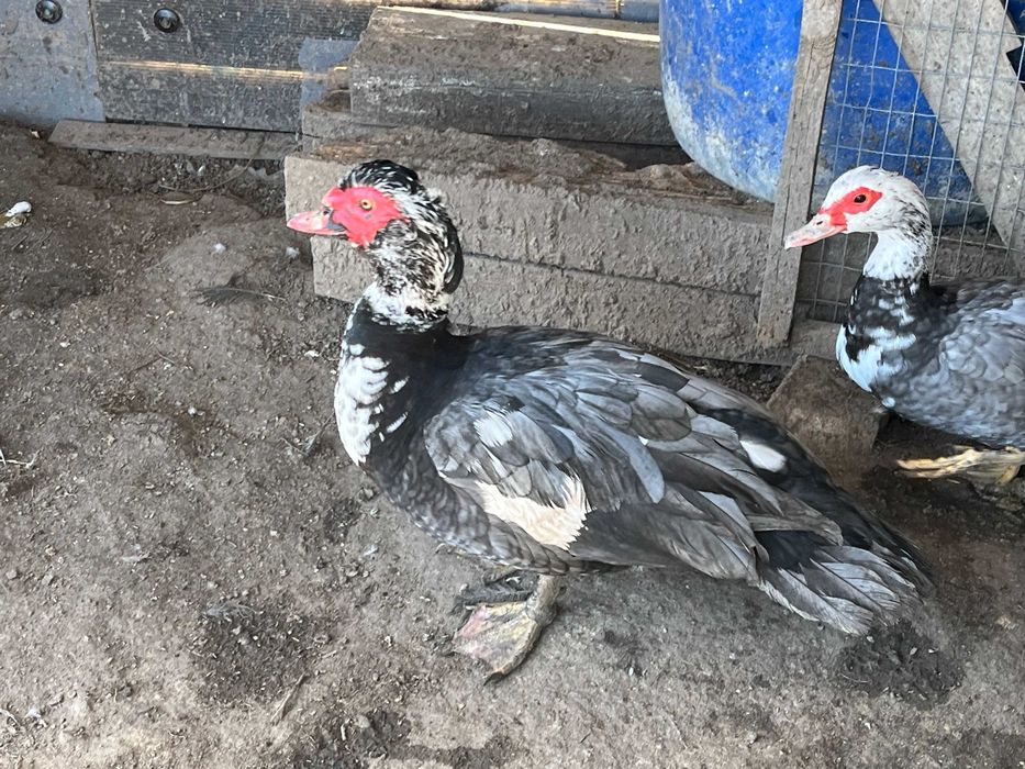 КАЧУР шість років