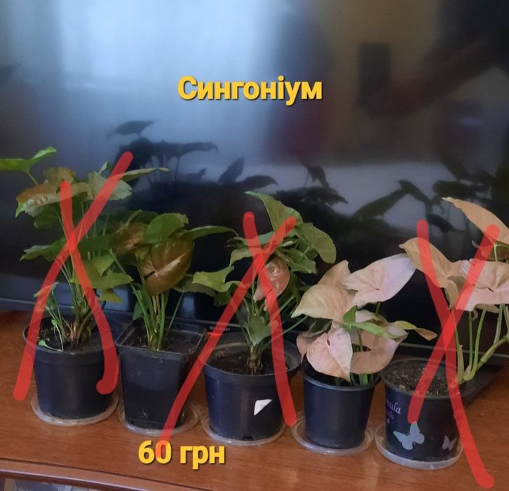 Шефлера,драцена,сингоніум,драцени різні