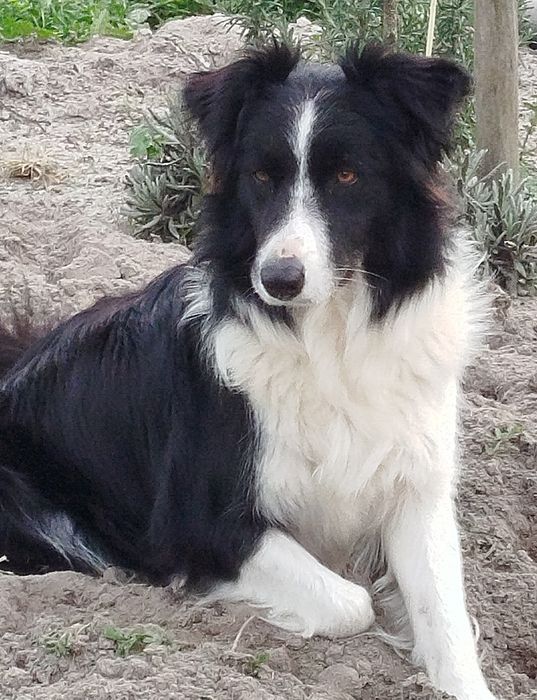 Border collie excelente linha beleza olho verde único
