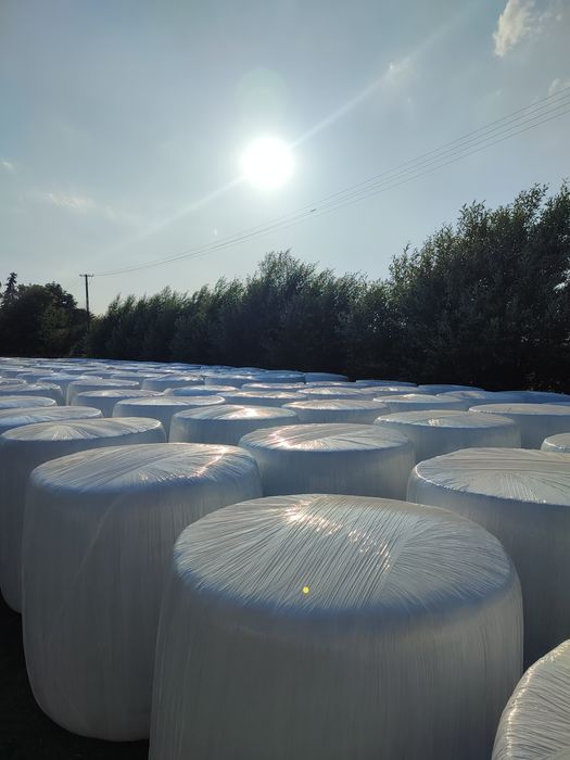 Sianokiszonka z trawy i lucerny