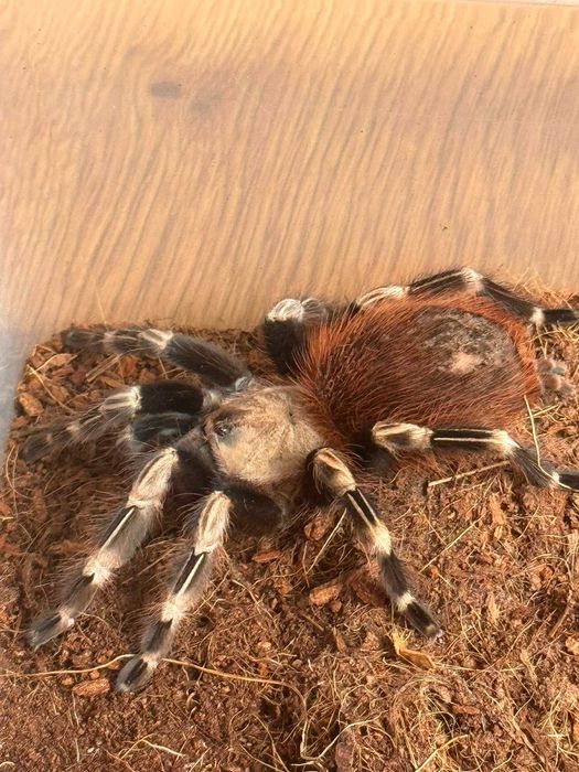 Samica ptasznika Nhandu chromatus | ok. 6 cm DC