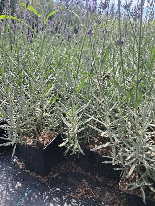 Lawenda wąskolistna hidcote blue w 2l C2 MROZOODPORNA !