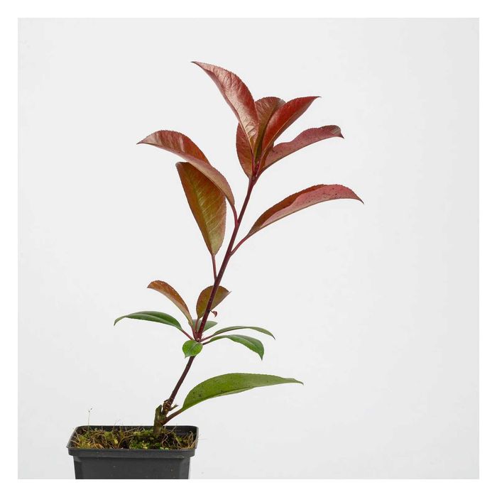 Photinias - Red Robin