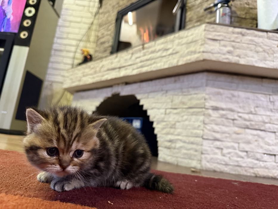 Котята весло прямо шотландка