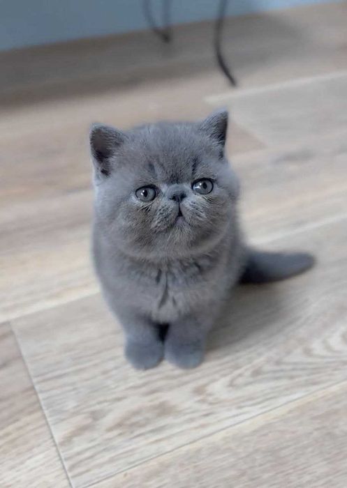 Британський плюшевиц хлопчик красунчикі