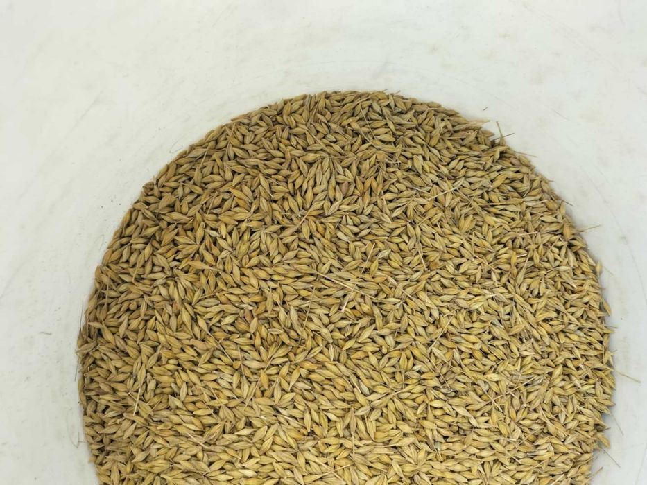 Sprzedam jęczmień ozimy JAKUBUS