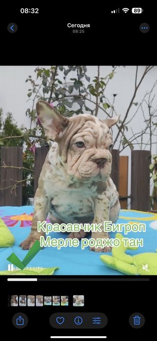 Пирожульки французький бульдог.