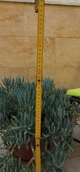 Curio mandraliscae "Blue Chalk Sticks" – suculenta azul-acinzentada, ±60-70cm