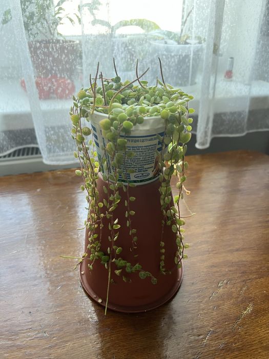 Пеперомія прострата