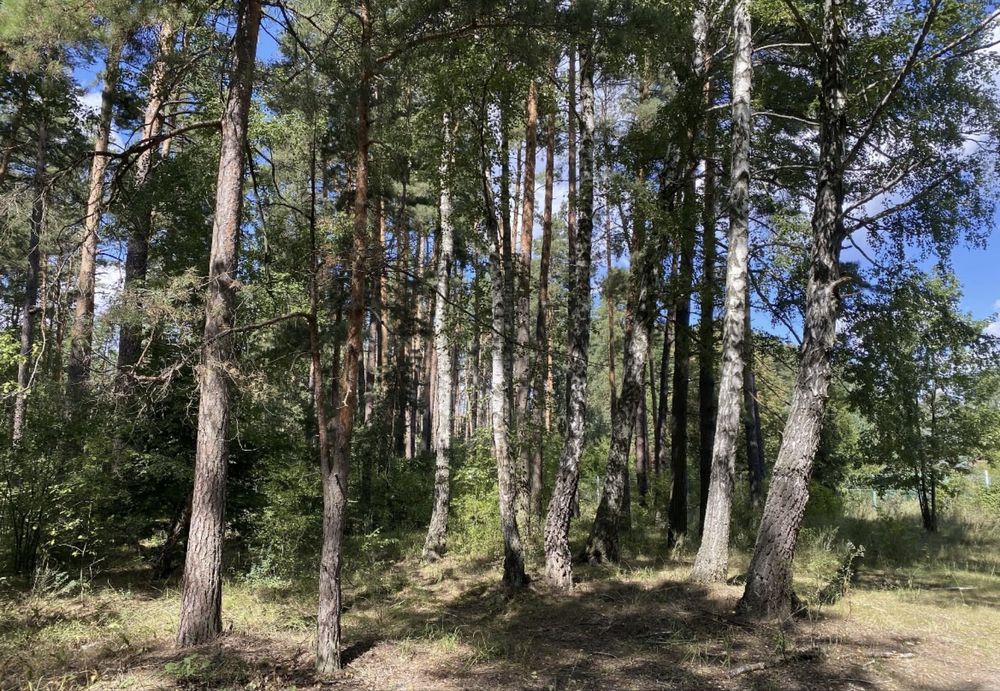 Продаж земельноі ділянки 2 га в сосновому лісі, поруч Киівське море!