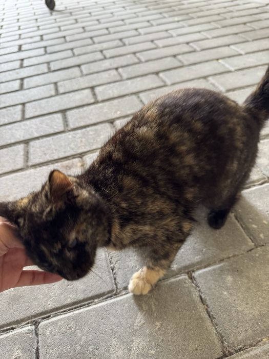 Gatinho para Adoção