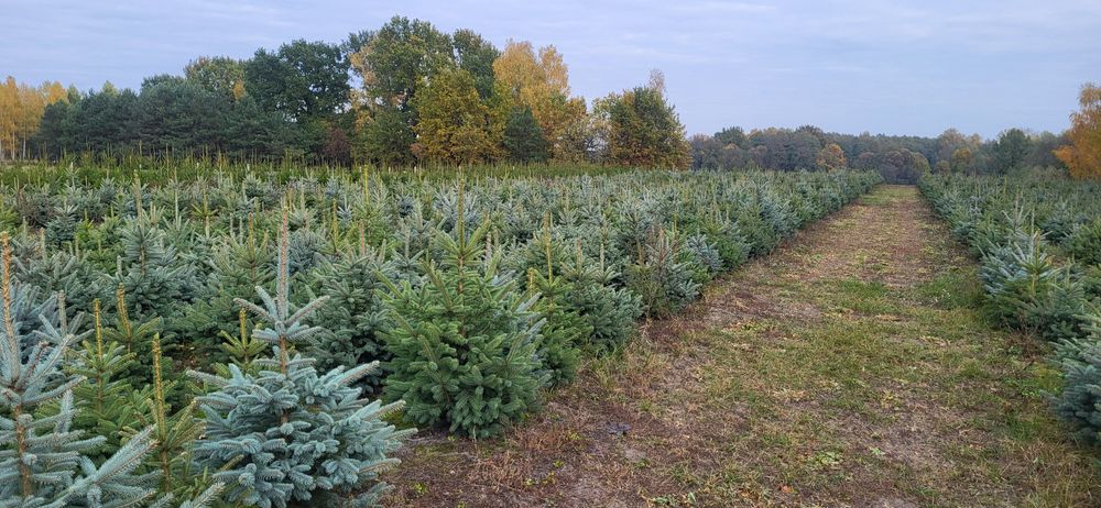 Świerk Srebrny,  pospolity,  jodła kaukaska Hurt-detal