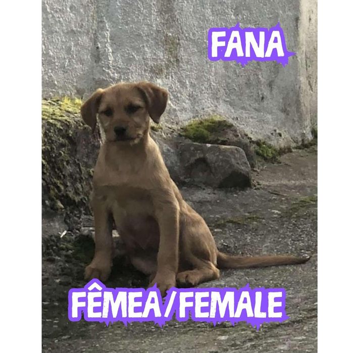 Bebes de 3 mesinhos e mama para adopção