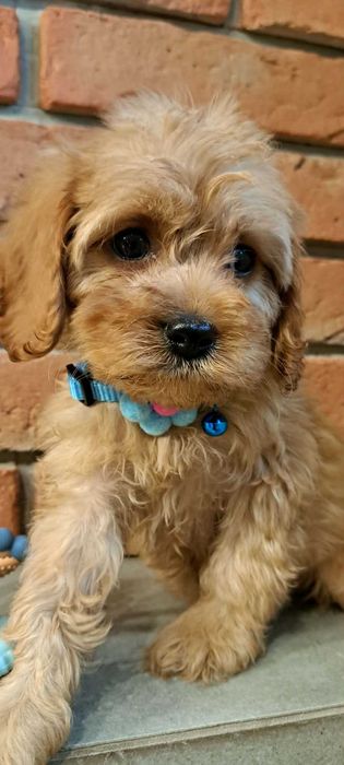Cavapoo piękności do odbioru