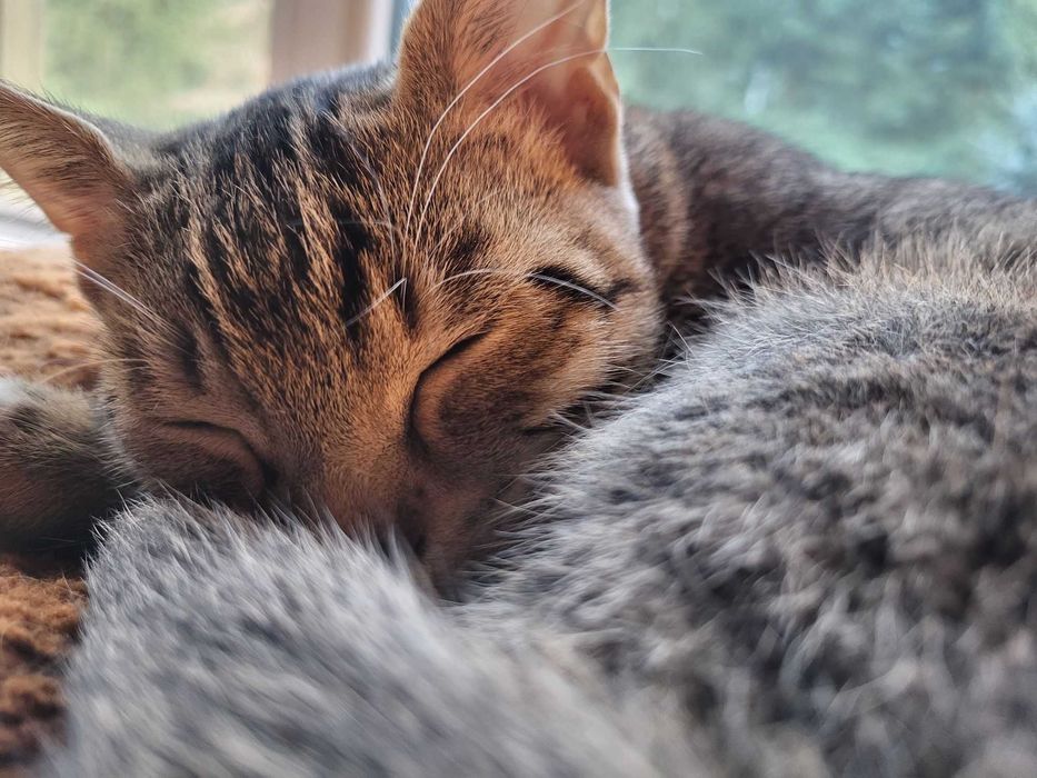 Teodor - uroczy buras poleca się do adopcji