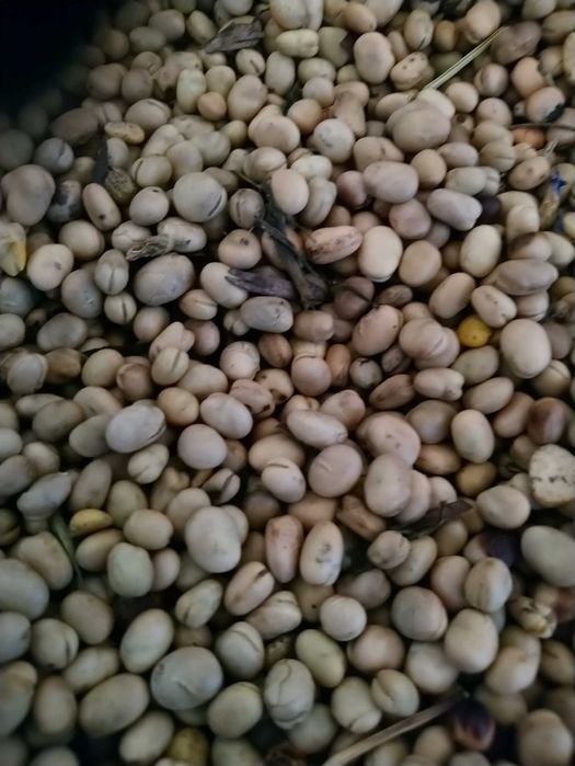 BOBIK ze zbiorów 2025